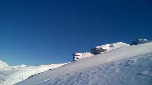 Pino Solitario