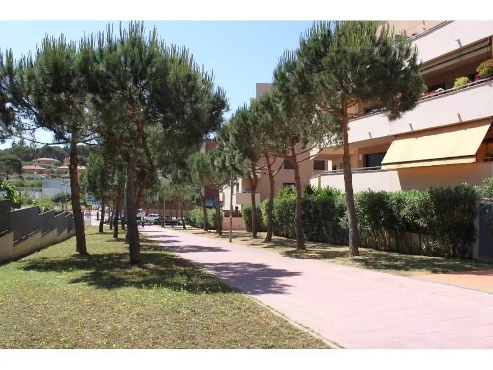 Ficus 4