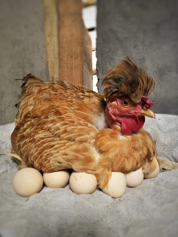 Eco Horqueta