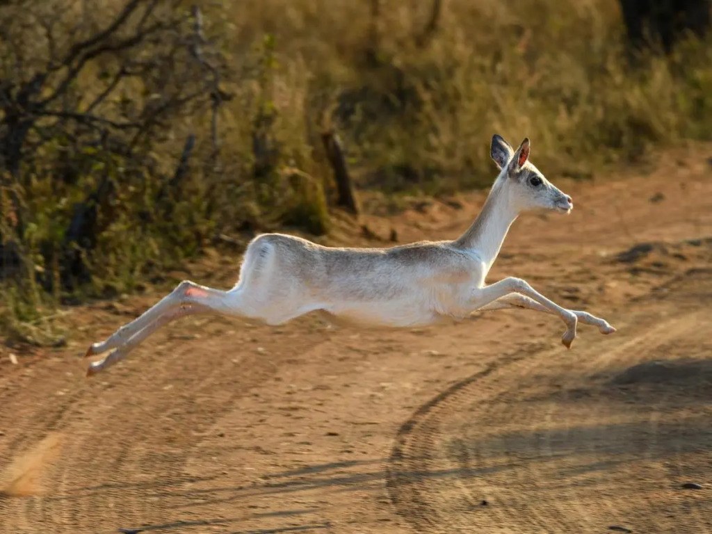 Waterberg Game Park