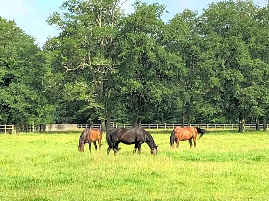 Haras du Vignault