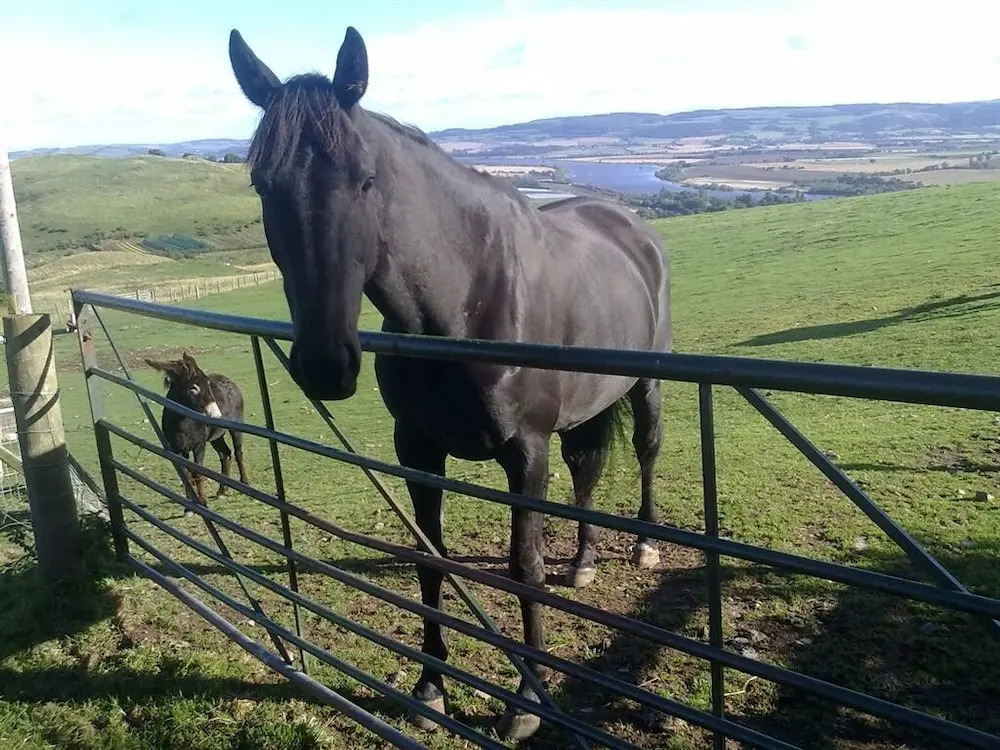 Northlees Farm
