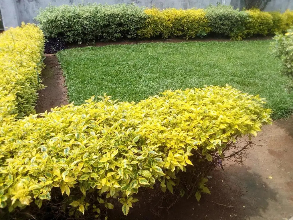 Network guest house