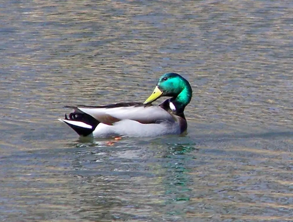 Peaceful Country Living Pet Friendly