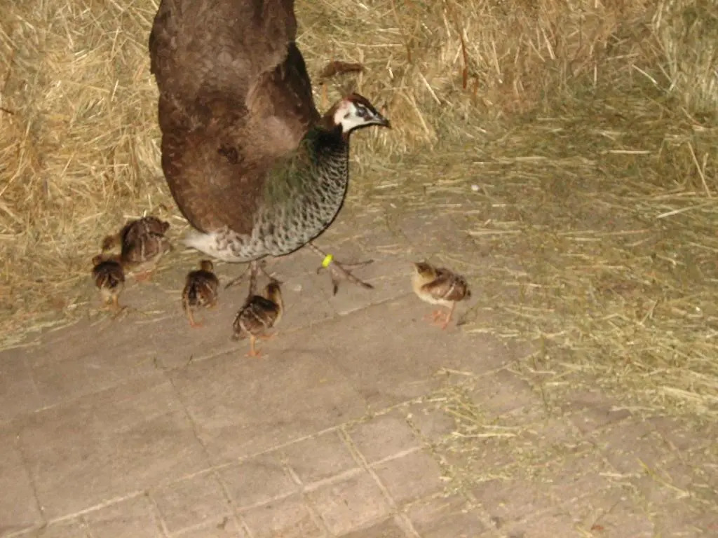 Steigmatt Bauernhof- Erlebnis