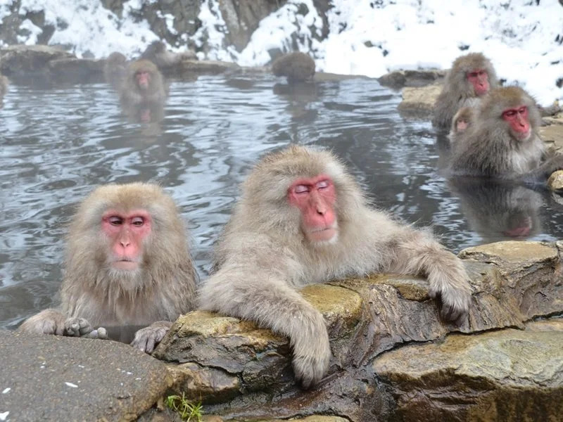 NOZARU ONSEN HOSTEL