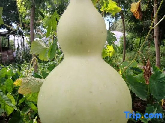 Farming  Club dongping 107  Hotel