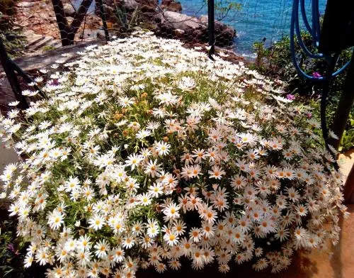Guest House Adriatic Pearl
