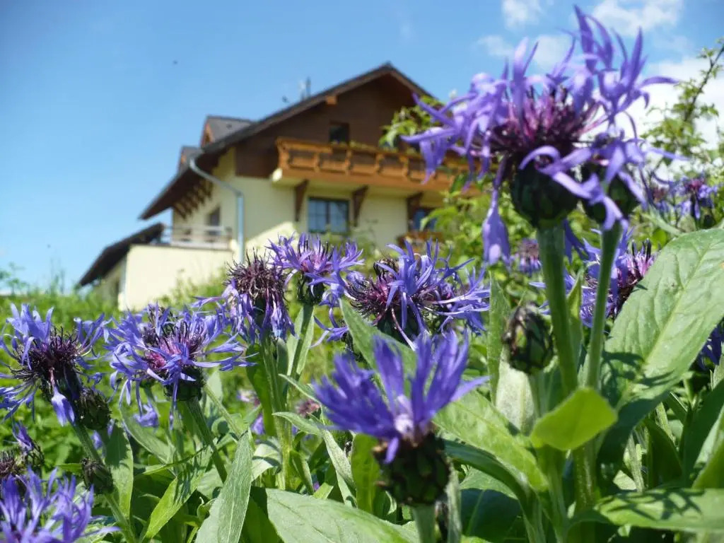 Privat Iva Smokovec