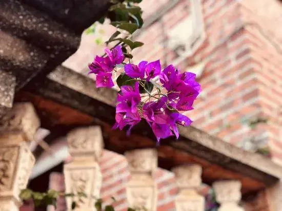 Gulangyu Four Seasons Flower Hotel (Sanqiutian Wharf)