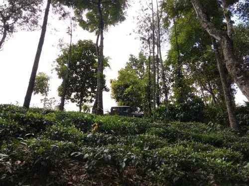 Verdant Vagamon