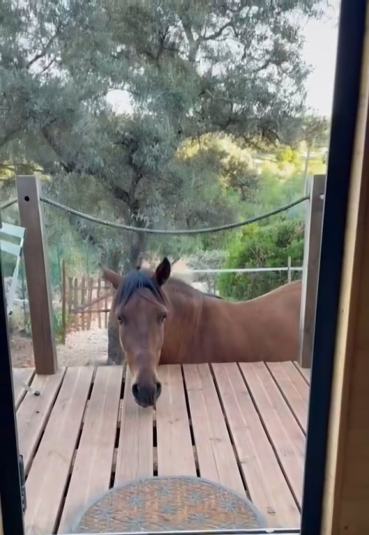 Tiny House Horses Hbergement Atypique Loul