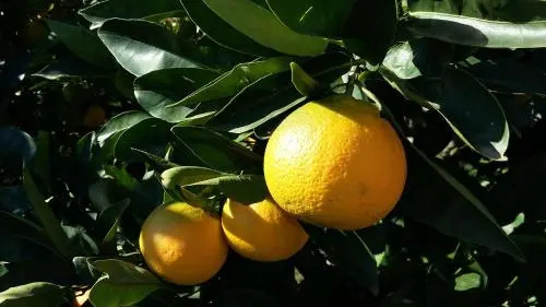 Apartment Orange tree