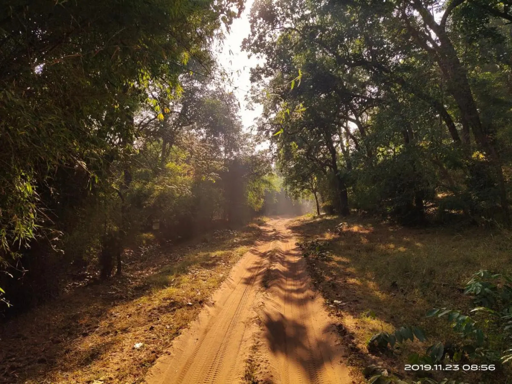 Bagh Tola, Bandhavgarh Tiger Reserve