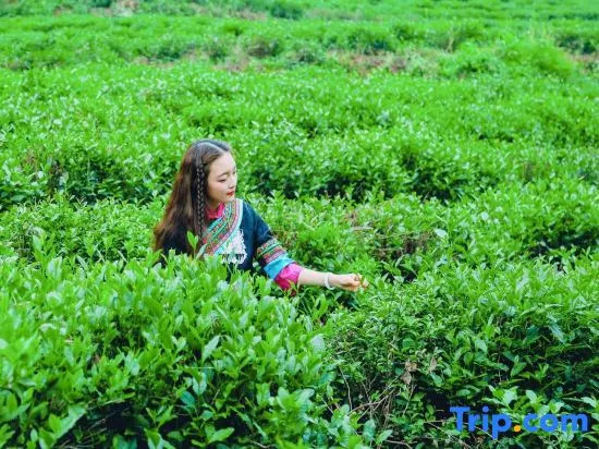 Hangzhou Tangting Qingzhiwu Homestay