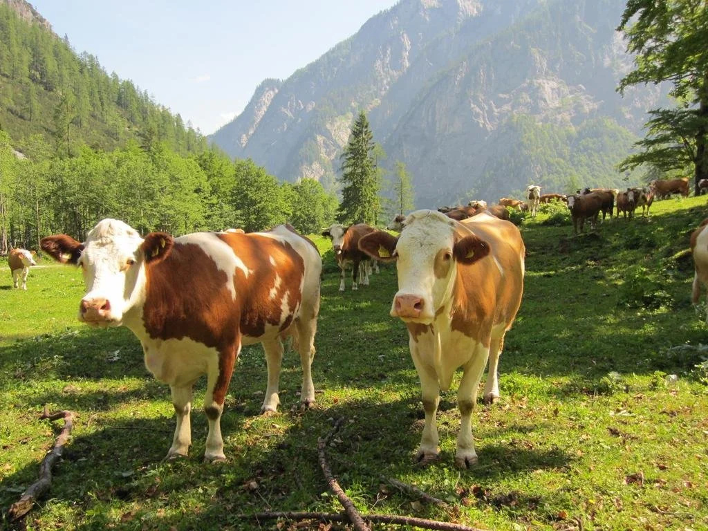 Gasthof zum Löwen