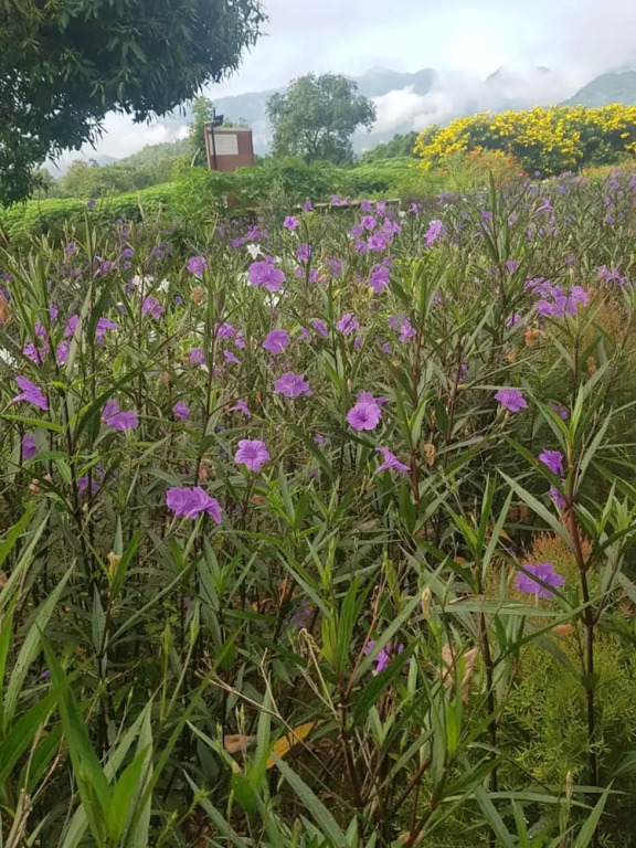 Blue Mountain Resort