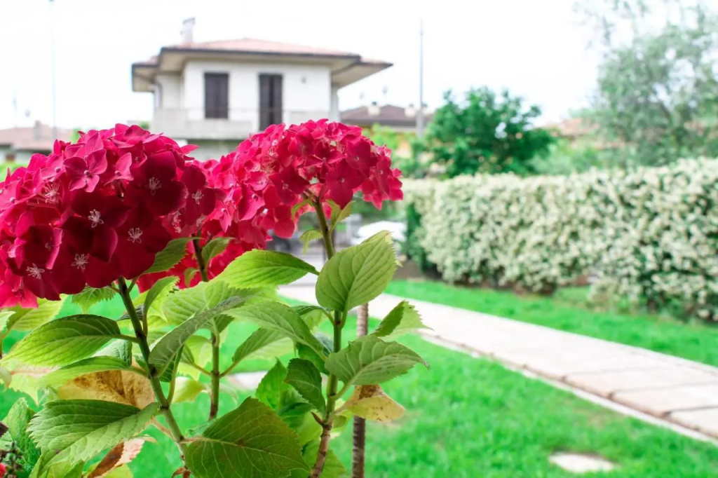 Sirmione  s Flower- CIR 017179-CNI-00423