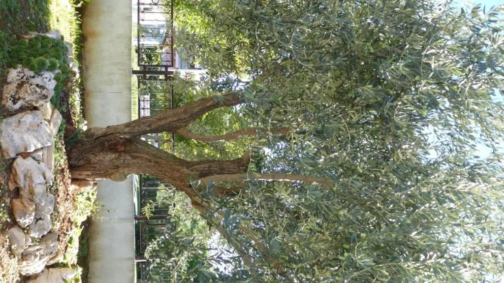Apartments Libera