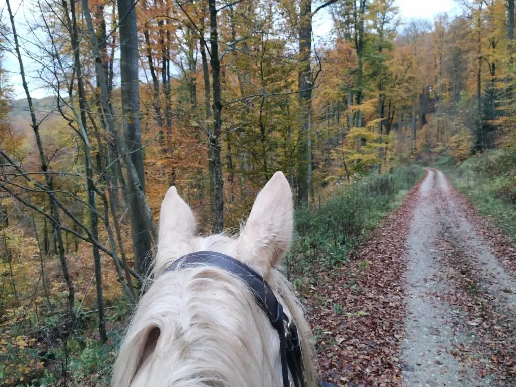 Léchappée verte - gîte equestre 5 pers