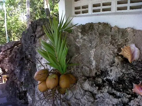 The Rock House Eco