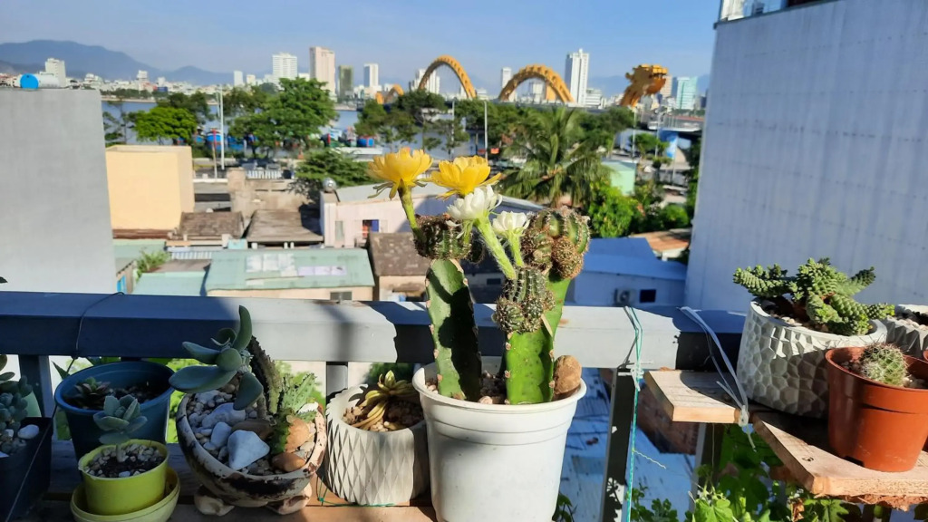 Sena home 3rd-Overlooking Danang Dragon bridge-Han river