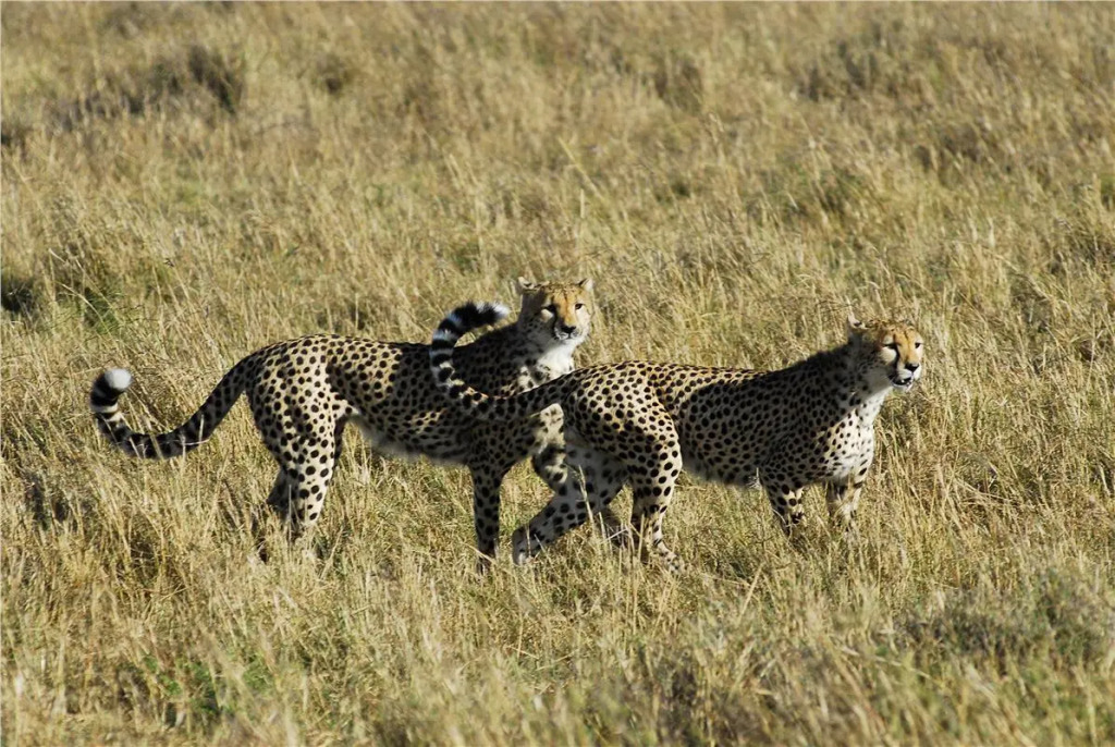 Kenya Safari – Kenya Classic Keekorok (6 Nights)