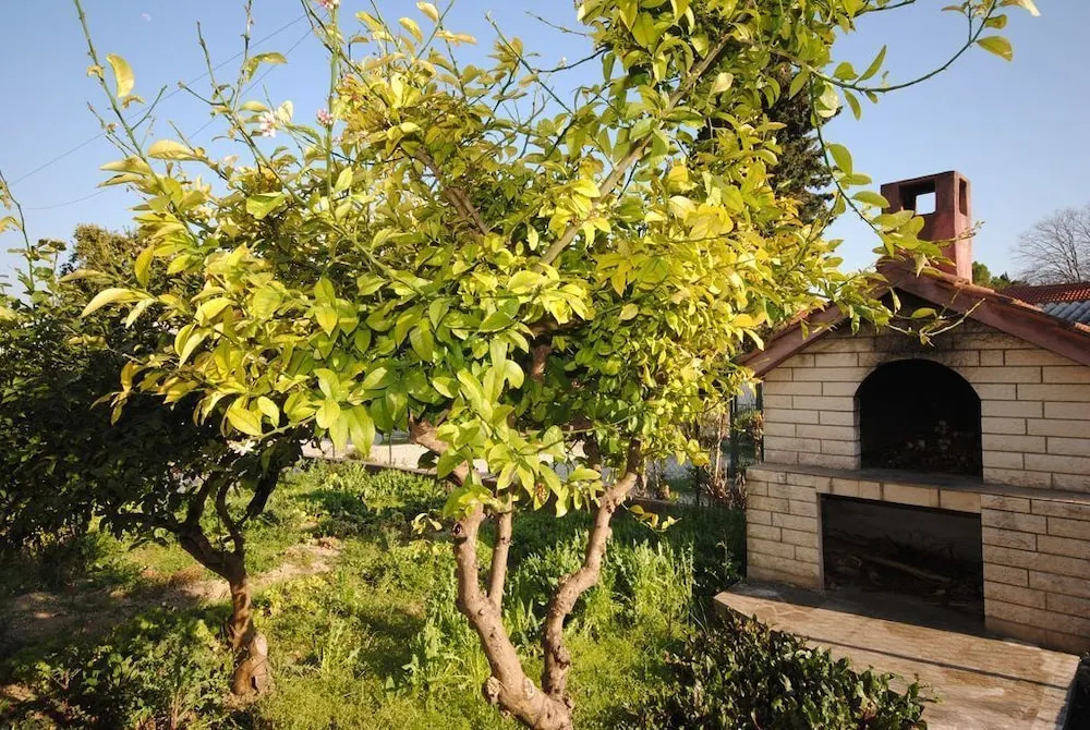 Apartment Antea