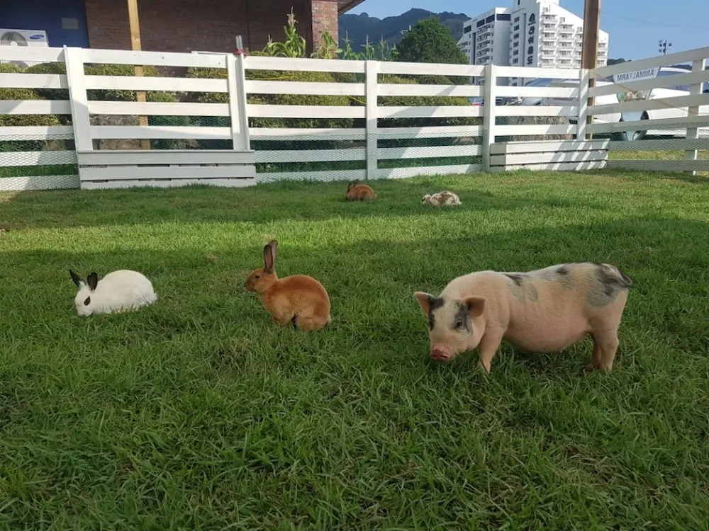 Bears Town Resort