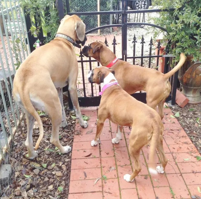 Must Love Dogs B&B & Self Contained Cottage