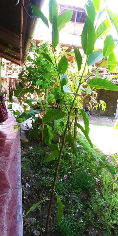 Yarina Guest house