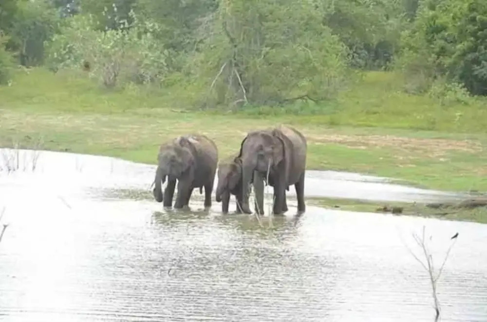 Wildlife Safari House