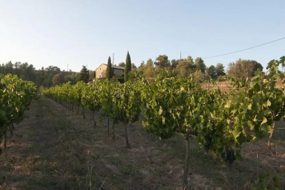 Celler Colltor
