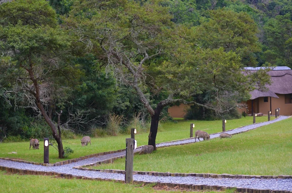 Mpongo Private Game Reserve River Lodge