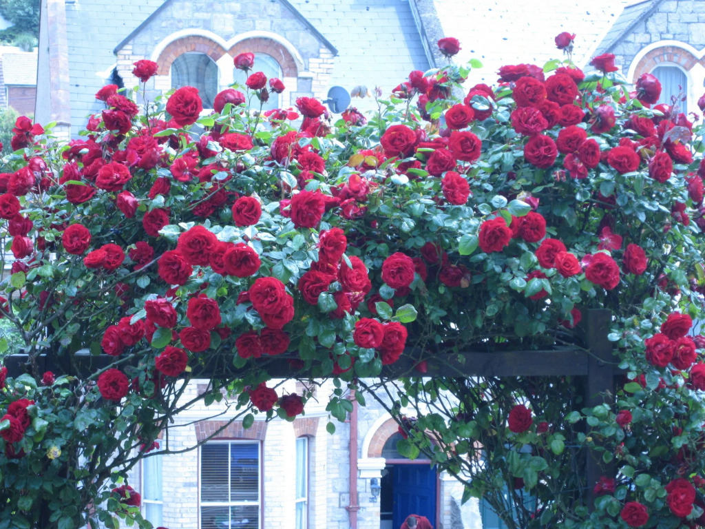 The Dorchester Guest House