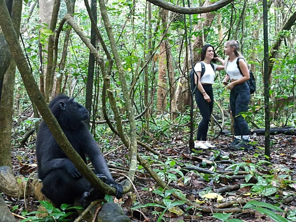 Tangkoko Jungle Homestay