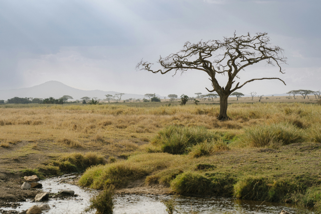 Ngorongoro Lodge member of Meliá Collection - The leading Hotels of the World