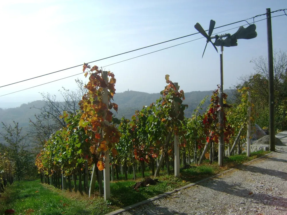 Vineyard cottage Med vinogradi