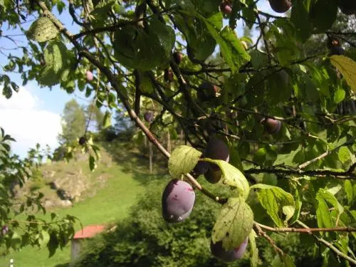 Landurlaub Thiem