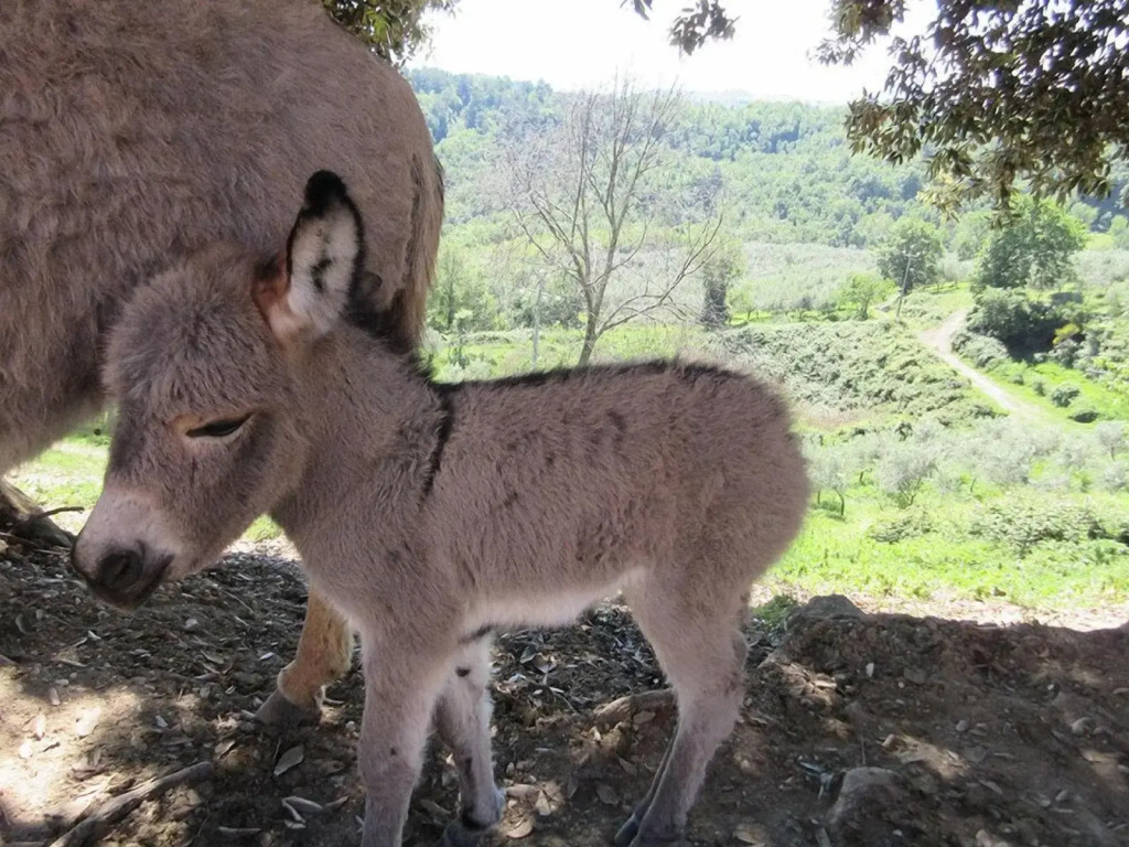 Società Agricola F.lli Angelucci