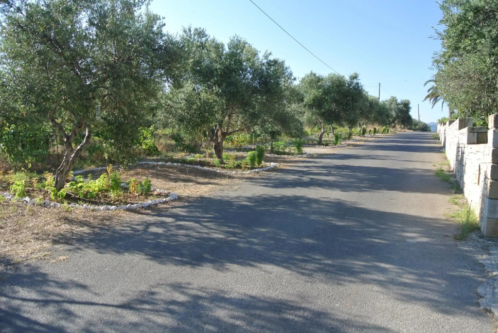 Olive View