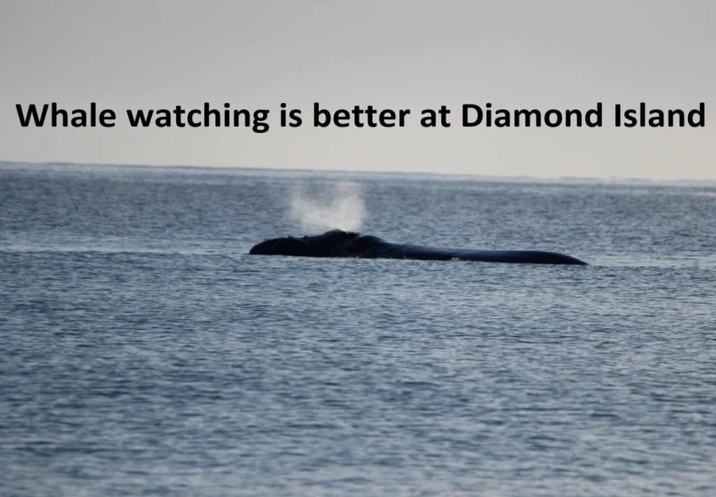 Diamond Island Resort, Restaurant & Bar and Penguin Show