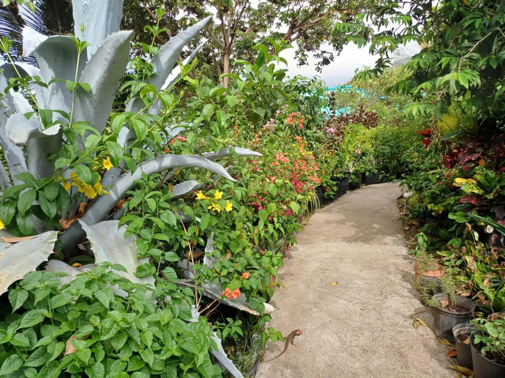 Papaya Inn