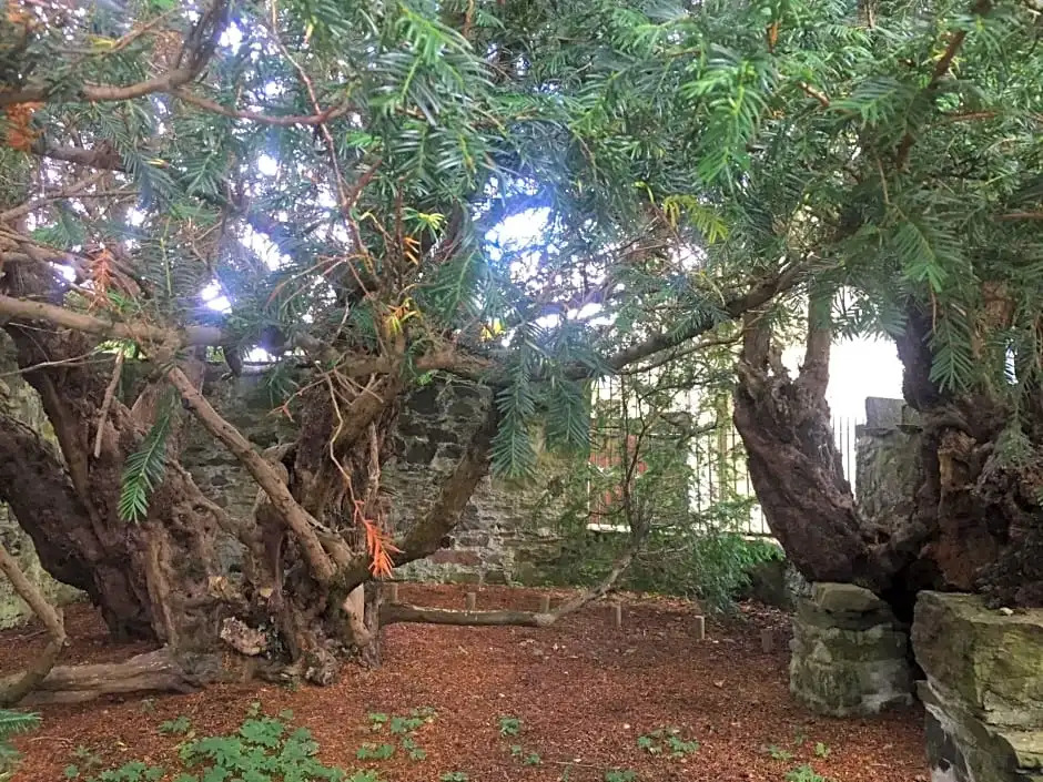 Luxury woodland Alder Lodge