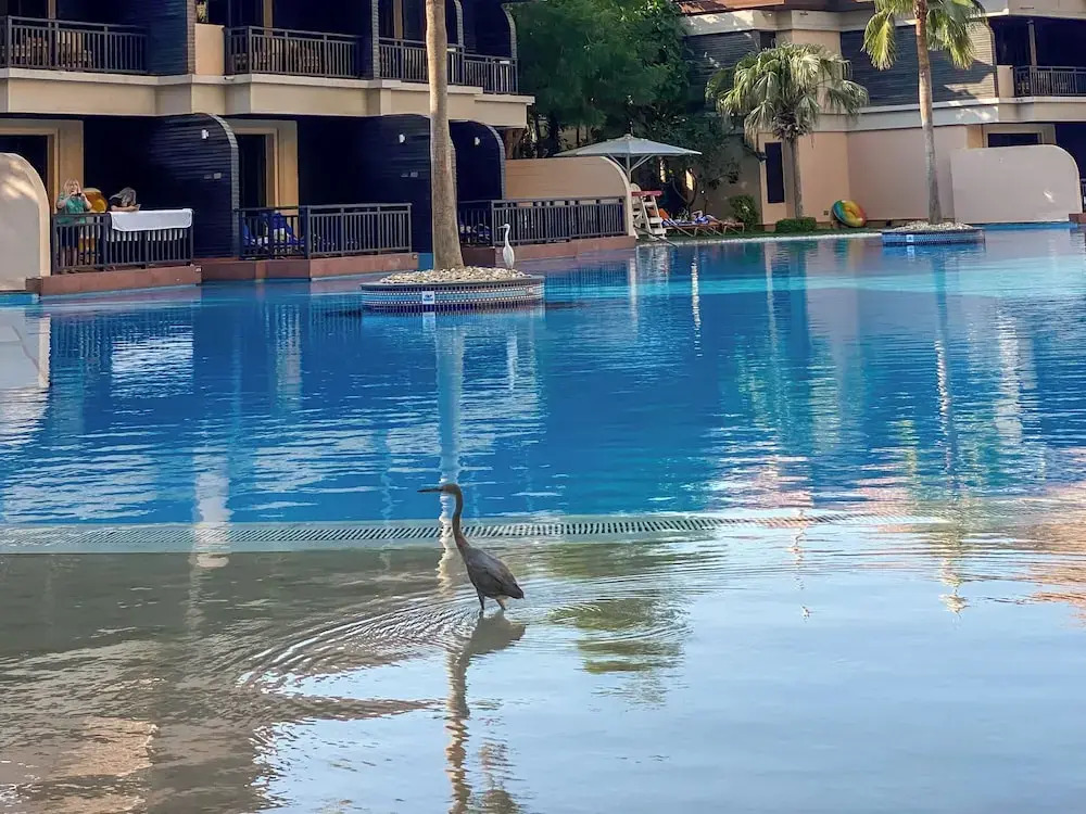 Resort Apartments - Royal Amwaj South