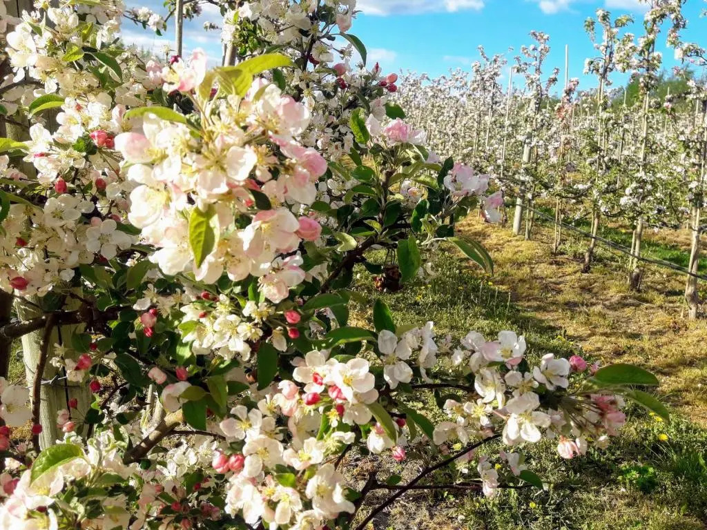 Brösarp Källagården Vindsvåning 2 rum och kök