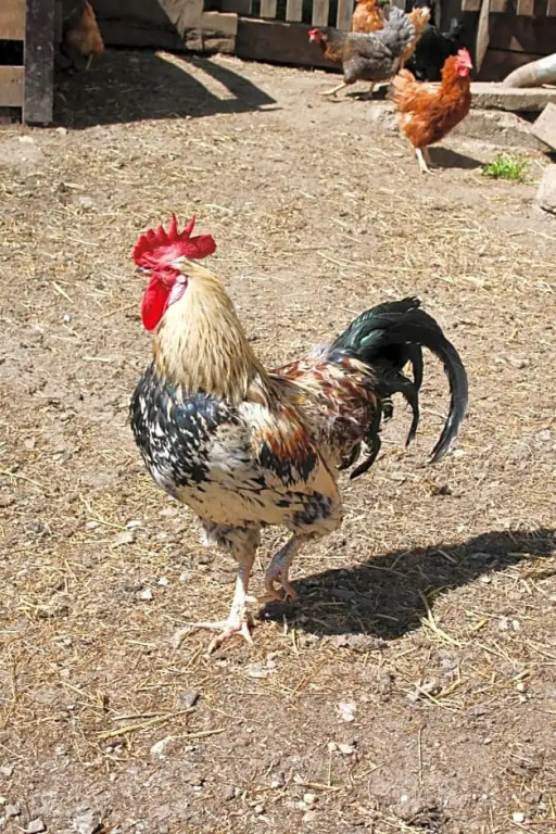 Laxhube