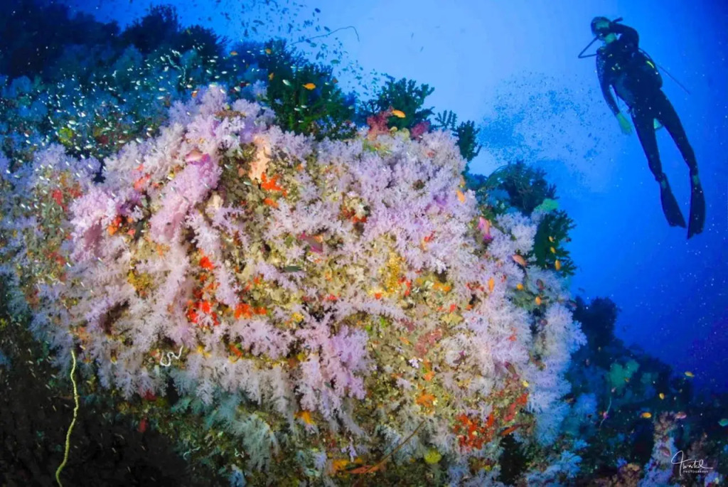 Viani Bay Resort at Dive Academy Fiji