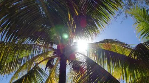 Coconuts