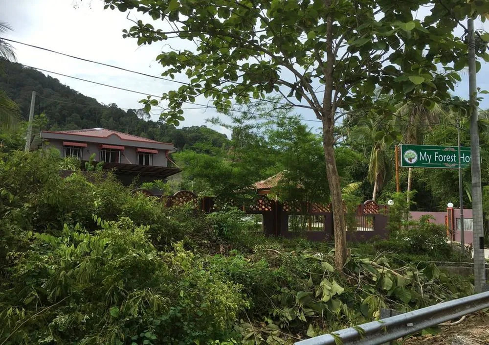 My Forest Hotel